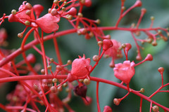 Brachychiton acerifolius